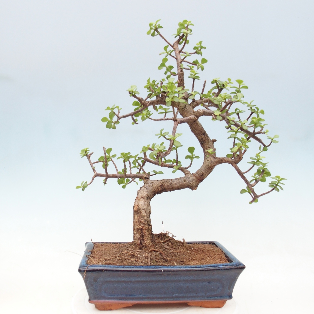 Camera bonsai - Portulakaria Afra - Tlustice