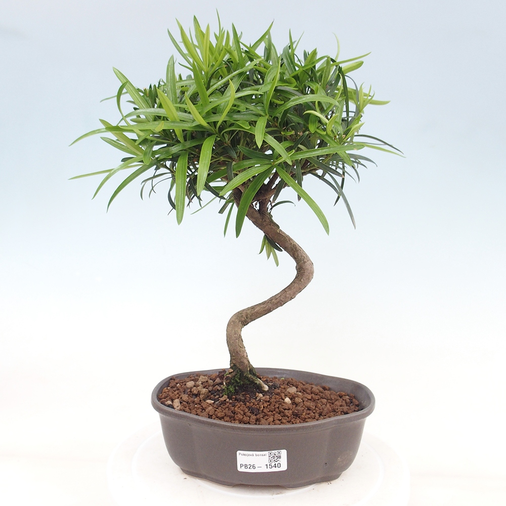 Camera bonsai - Podocarpus - Tasso delle pietre