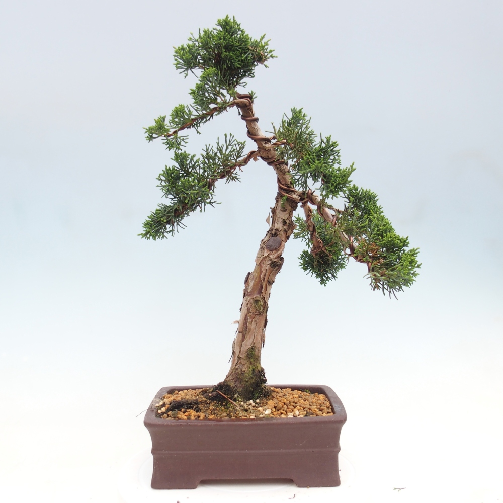 Bonsai da esterno - Juniperus chinensis Kishu