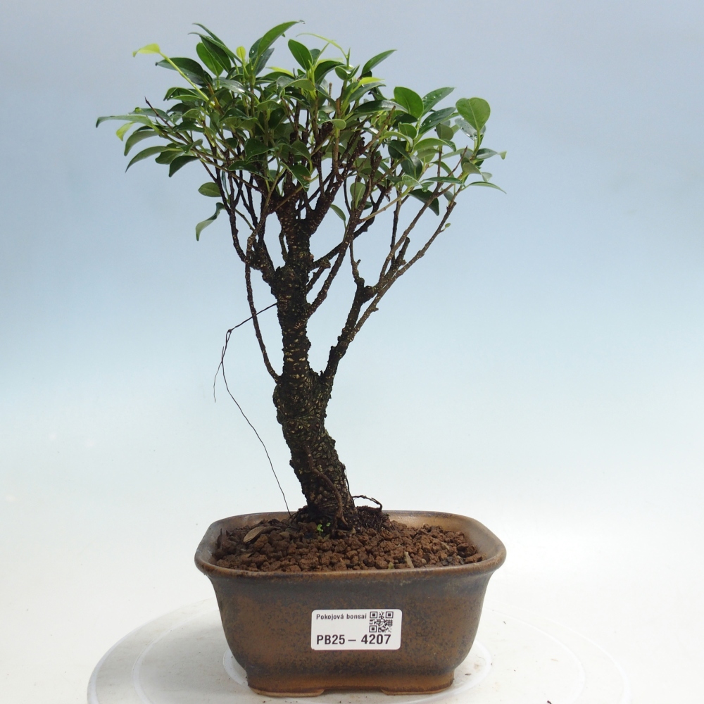 Camera bonsai - Ficus retusa - ficus a foglie piccole