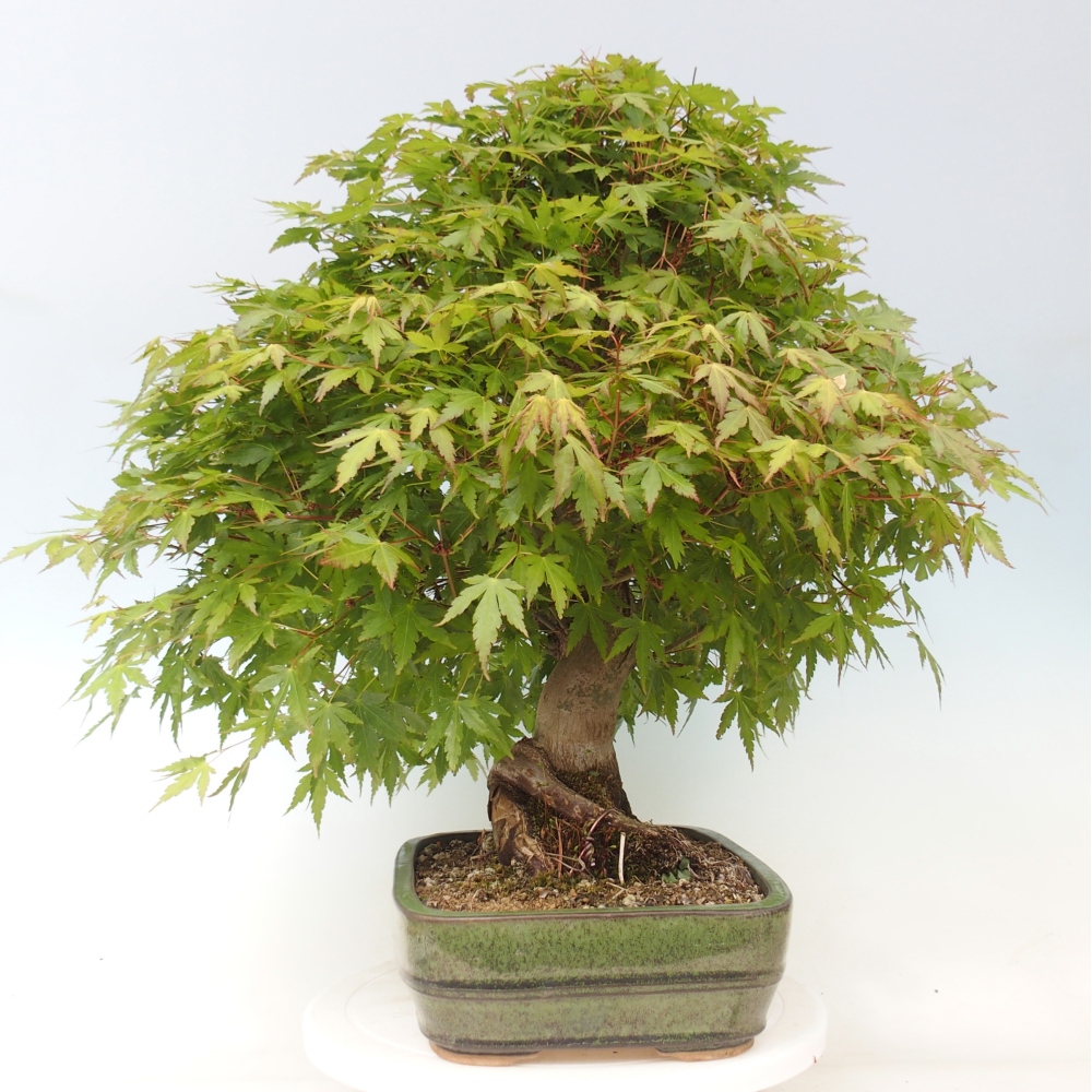 Bonsai da esterno - Acer palmatum - SOLO preparazione del pallet