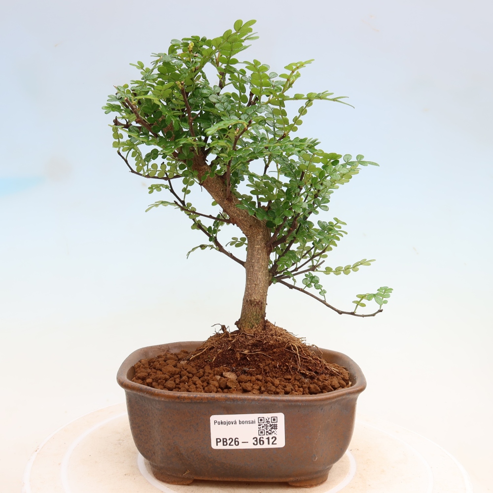 Camera bonsai - Zantoxylum piperitum - albero del pepe