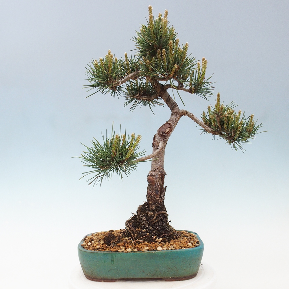 Bonsai da esterno - Pinus Sylvestris Watererri - Pino silvestre