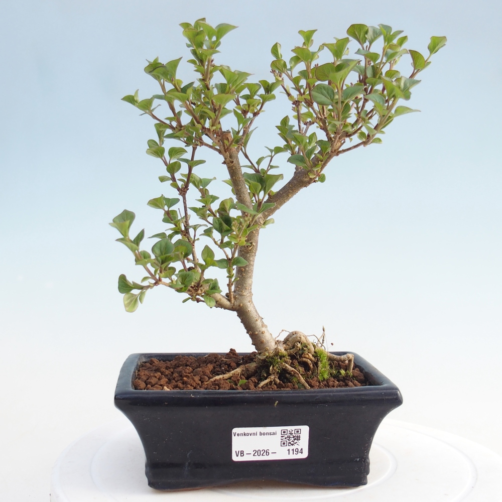 Bonsai da esterno - Syringa Meyeri Palibin - Lillà di Meyer