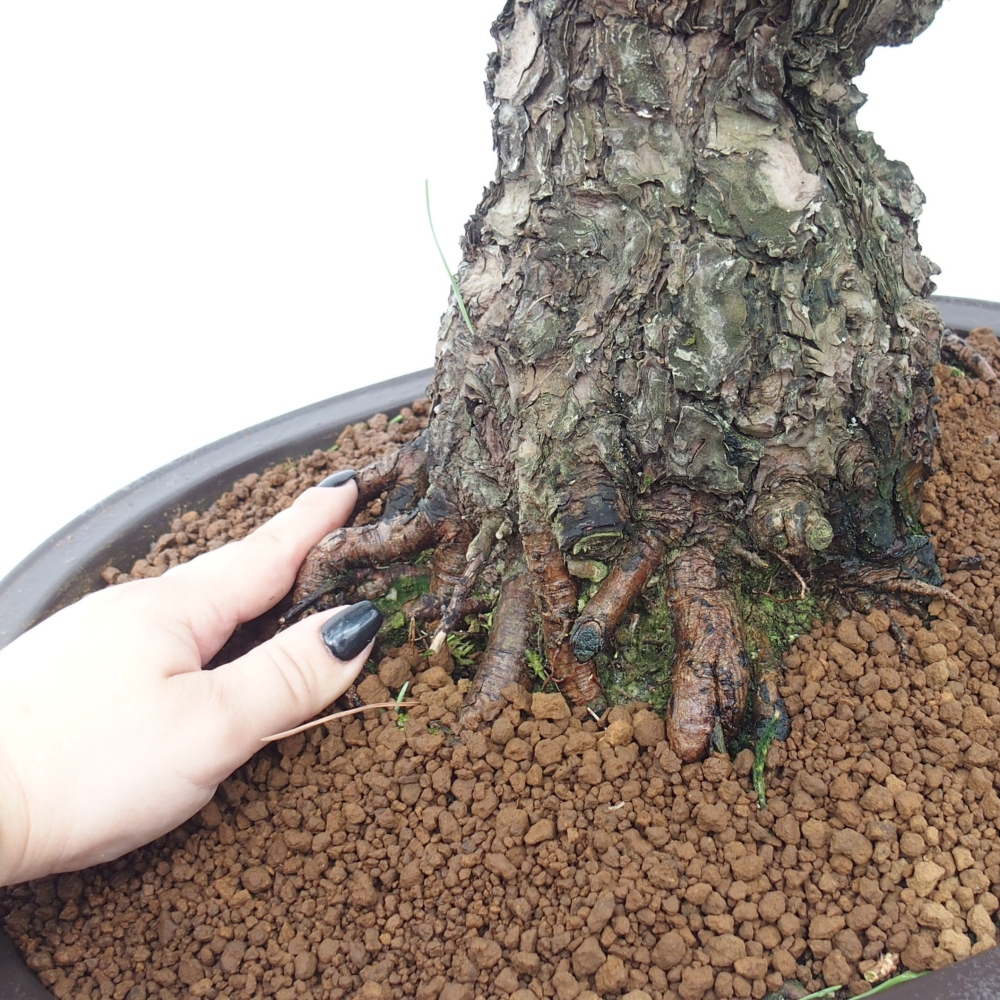 Bonsai da esterno - Pinus thunbergii - Pino di Thunberg