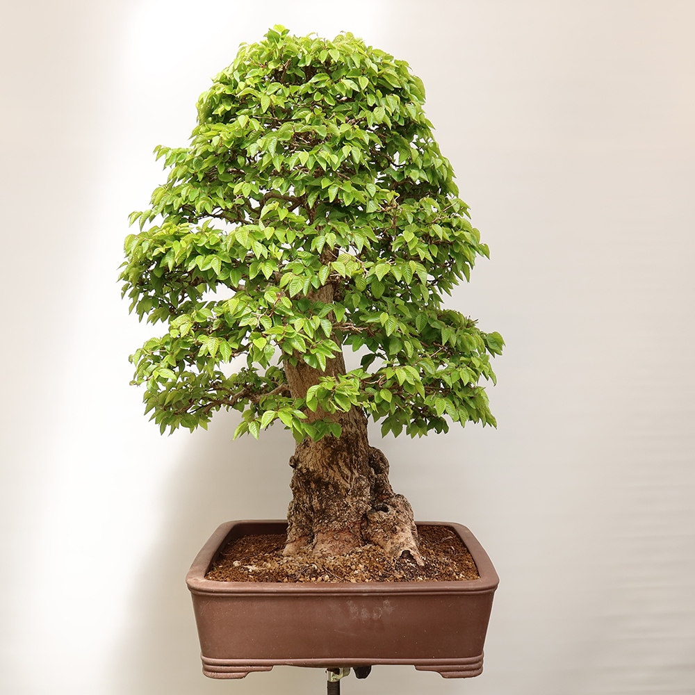 Bonsai da esterno -Carpinus Coreana - Carpino coreano