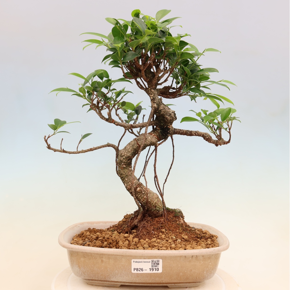 Camera bonsai - Ficus kimmen - ficus a foglie piccole