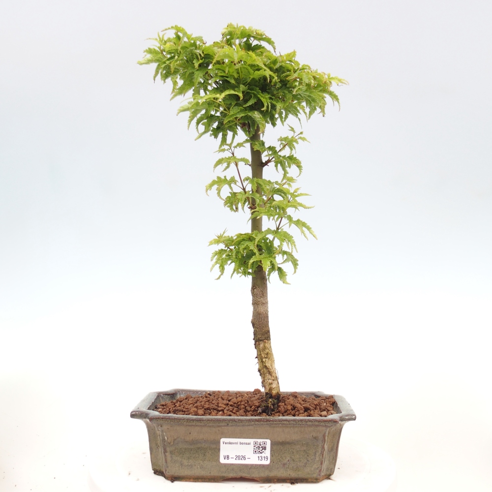 Bonsai da esterno -Palma di Giava Acer palmatum Shishigashira