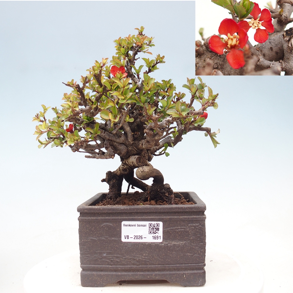 Bonsai da esterno - Chaneomeles speciosa - Cotogno