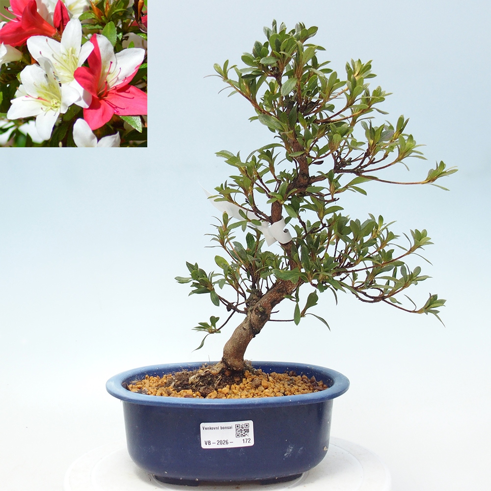 Bonsai da esterno - Azalea giapponese - Azalea CHIHIRO