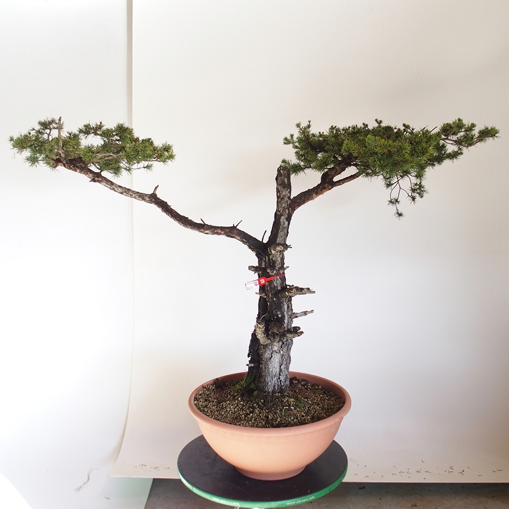 Yamadori - Pinus sylvestris Spagna