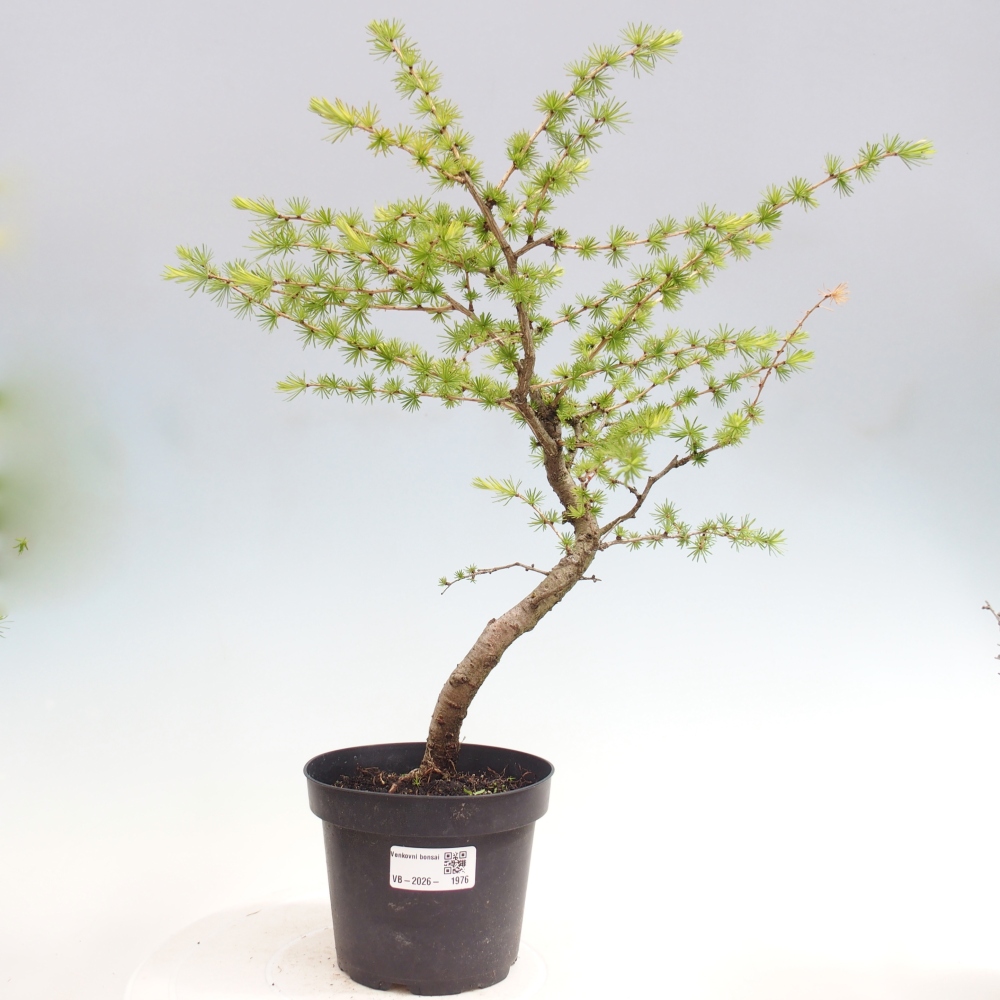 Bonsai da esterno -Larix decidua - Larice
