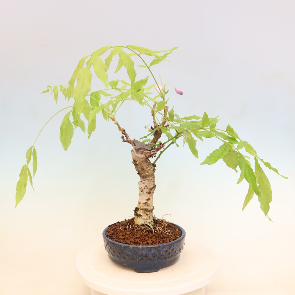 Bonsai da esterno - Glicine floribunda