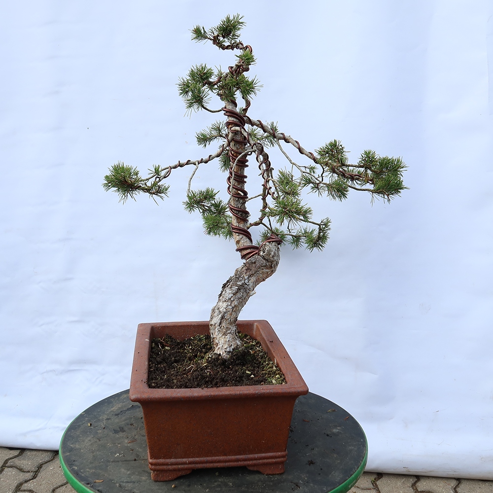 Pinus sylvestris Spagna - pino silvestre