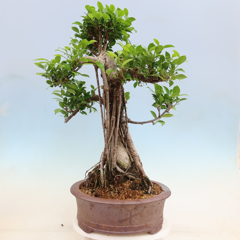 Camera bonsai - Ficus kimmen - ficus a foglie piccole