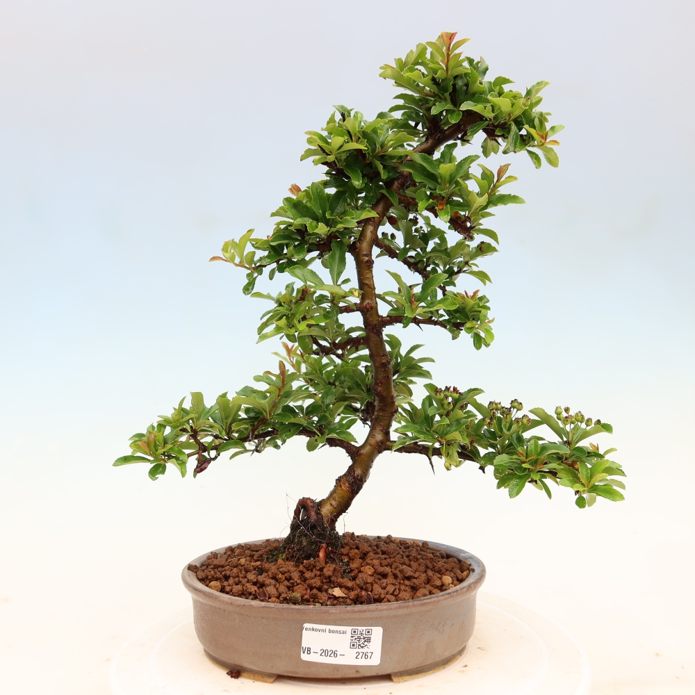 Bonsai da esterno - Pyracantha teton - Pyracantha scarlatta