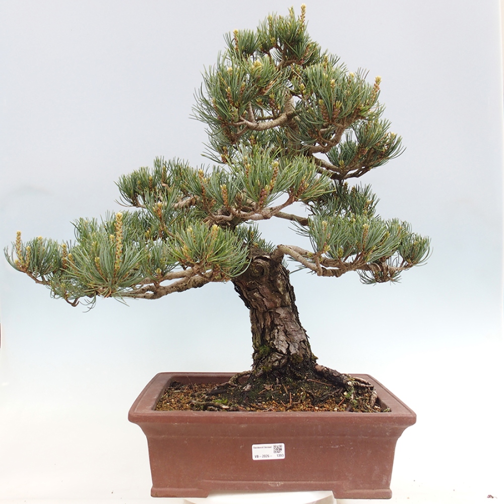 Bonsai da esterno - Pinus parviflora - Pinus parviflora