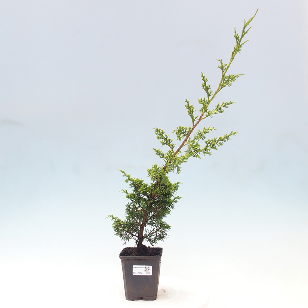 Bonsai da esterno - Juniperus chinensis Itoigawa