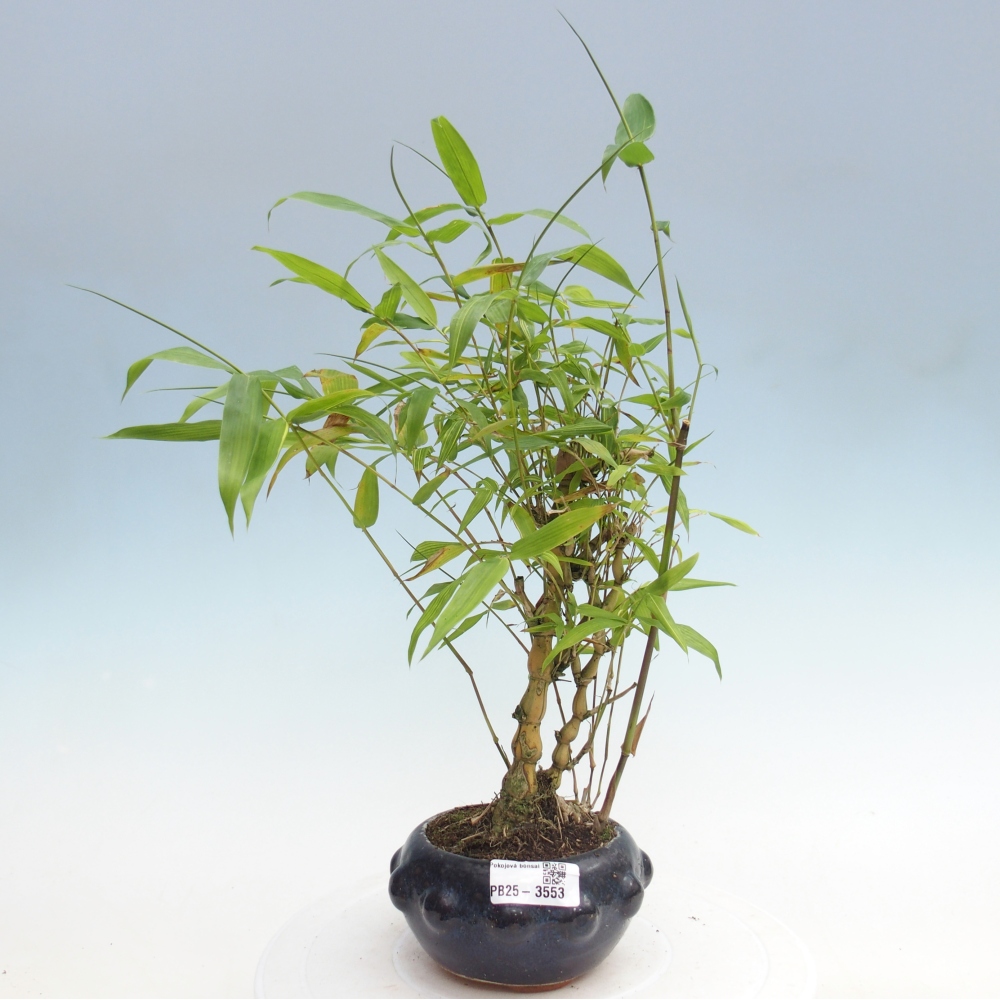 Camera bonsai - Bamboo budha-Bamboo budha belly