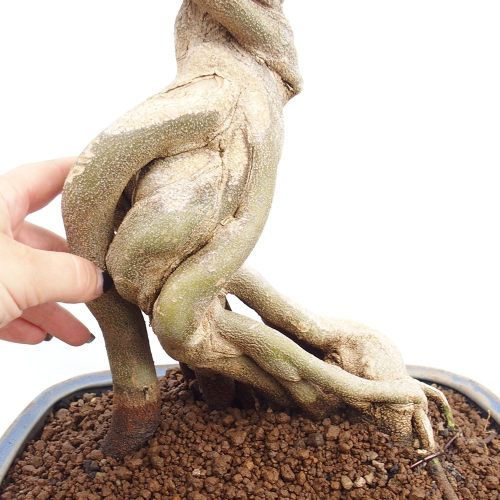 Bonsai da esterno - Acer Buergerianum - Acero di Burger