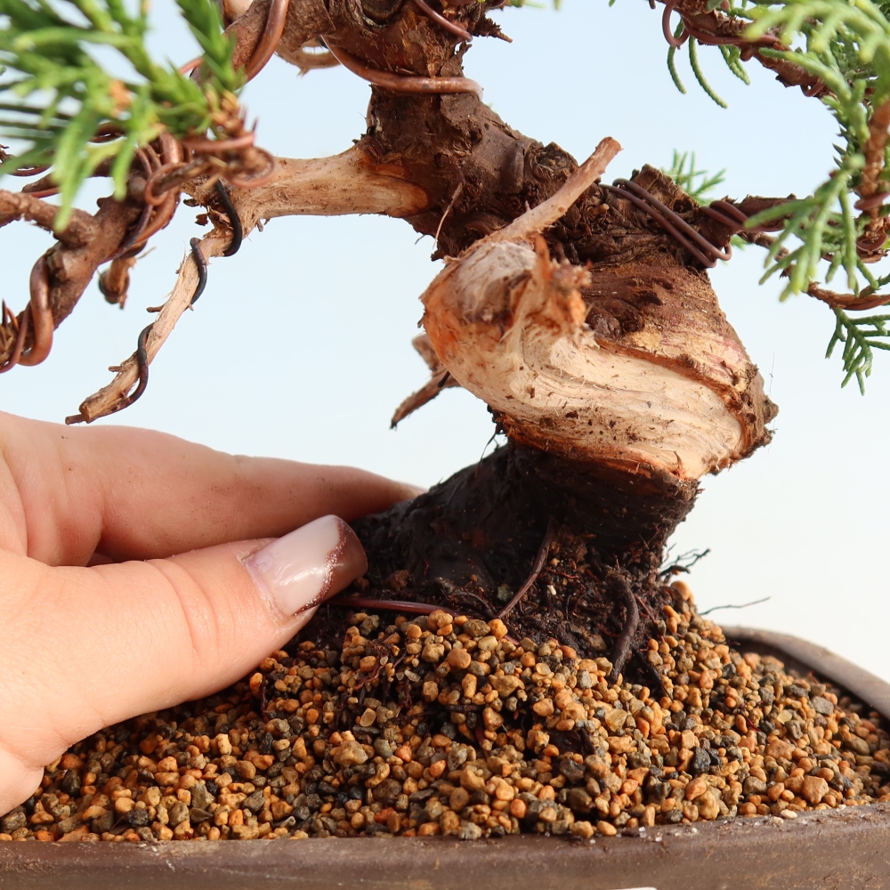 Bonsai da esterno - Juniperus chinensis Itoigawa