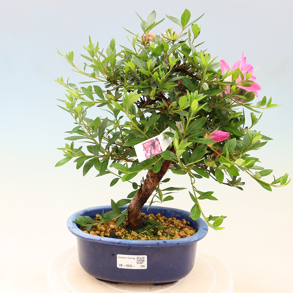 Bonsai da esterno - Azalea giapponese - Azalea Yoko