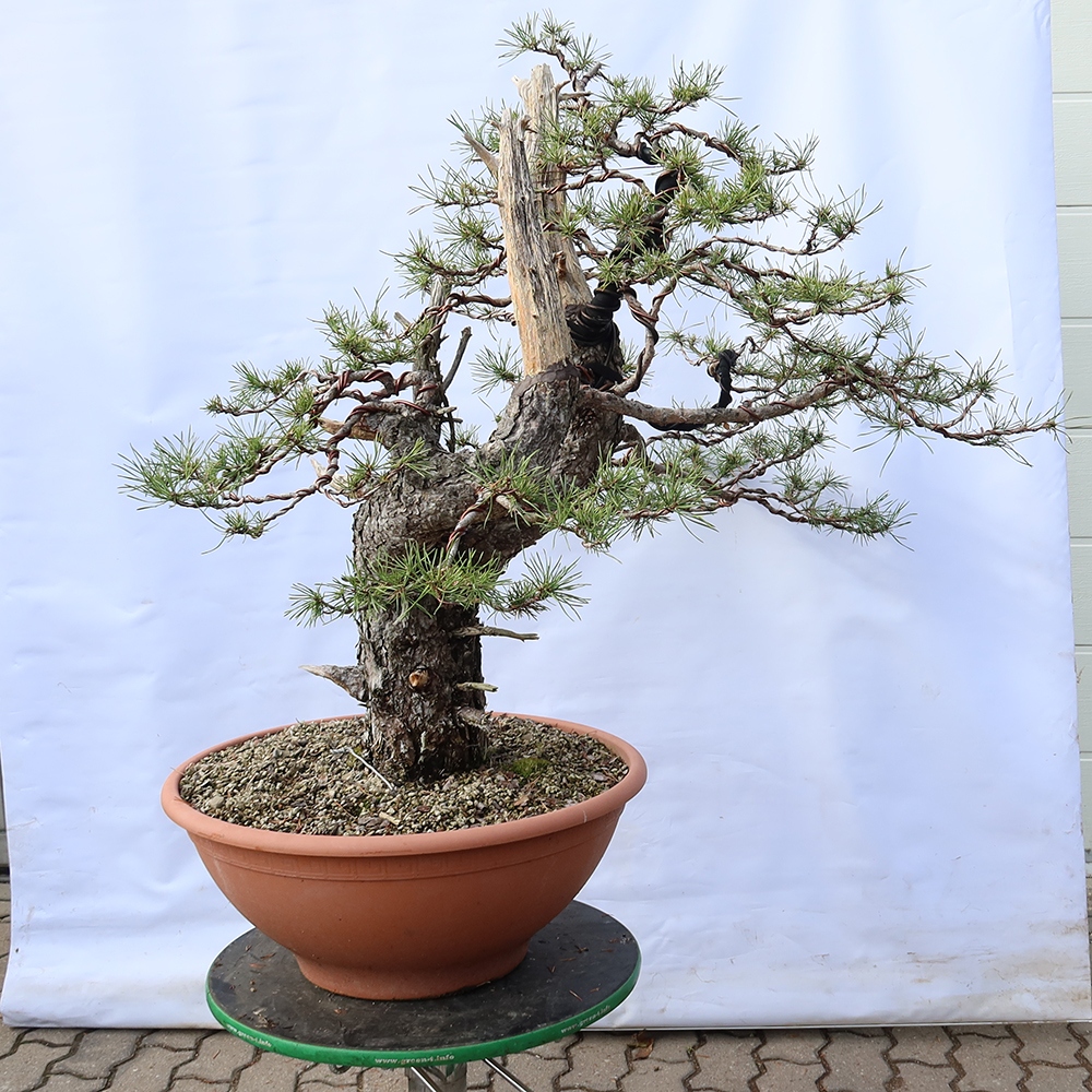 Pinus sylvestris Spagna - pino silvestre