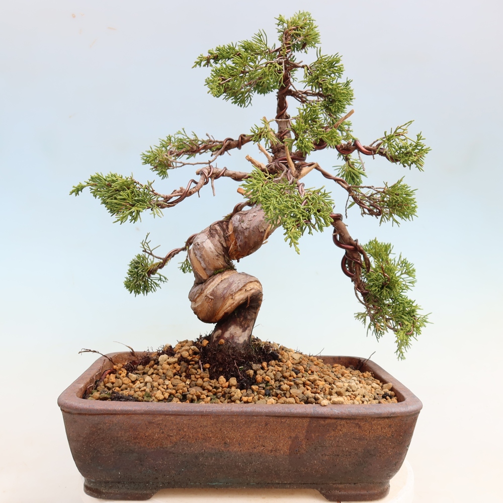 Bonsai da esterno - Juniperus chinensis Itoigawa-Juniperus chinensis