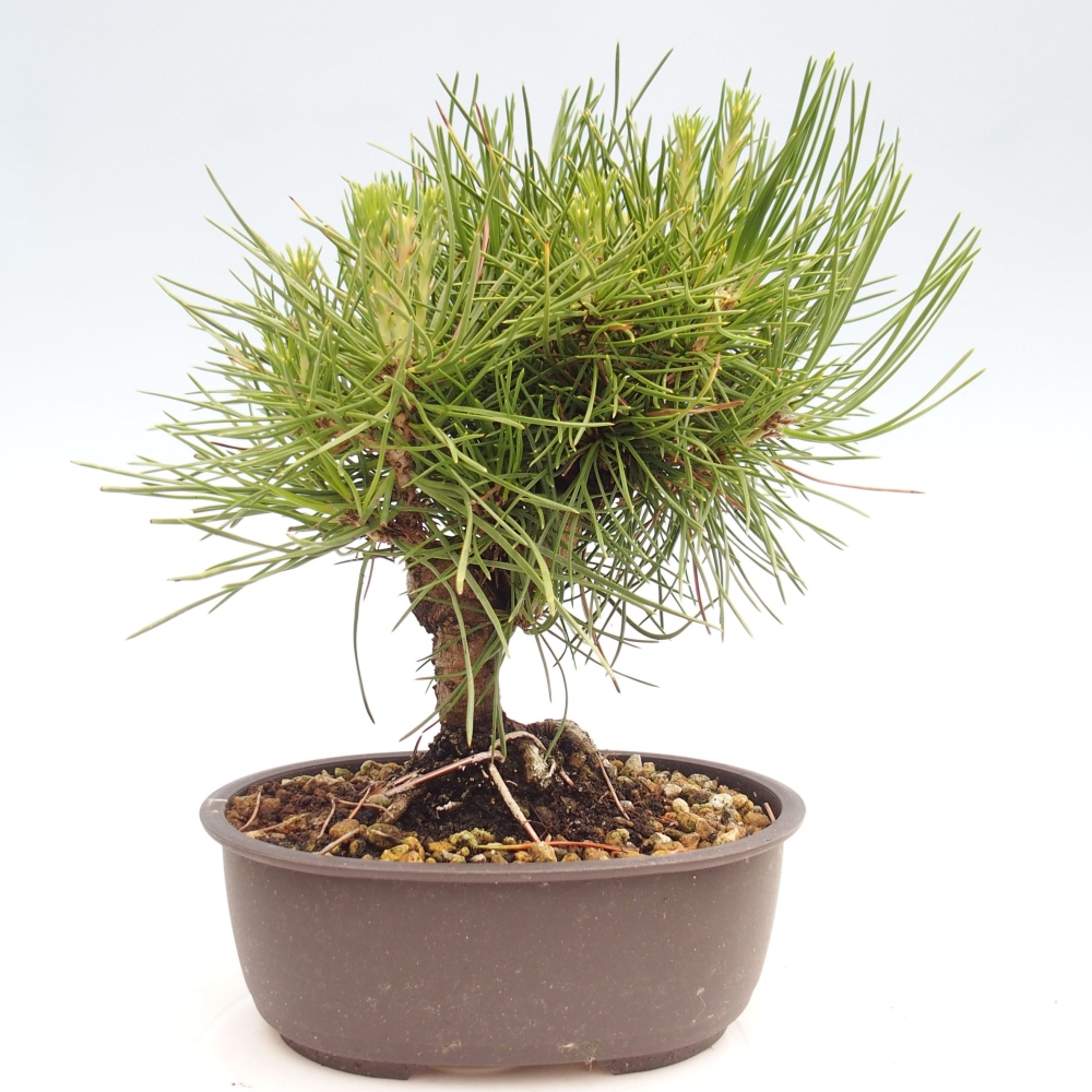 Bonsai da esterno - Pinus thunbergii - Pino di Thunberg