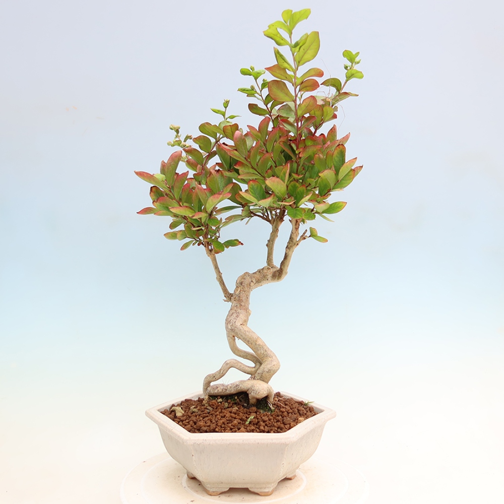 Bonsai da interno - Lagerstroemia indica - lillà indiano