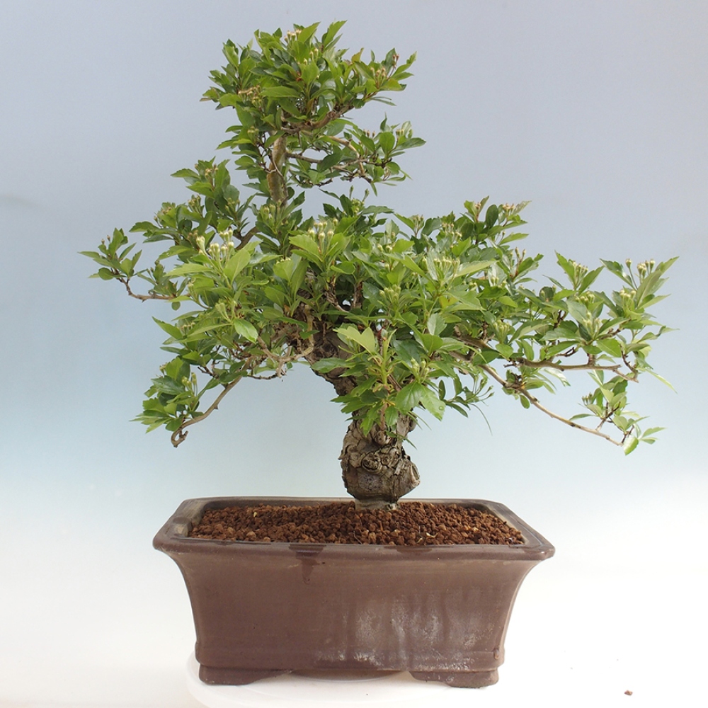 Bonsai da esterno - Biancospino - Crataegus cuneata