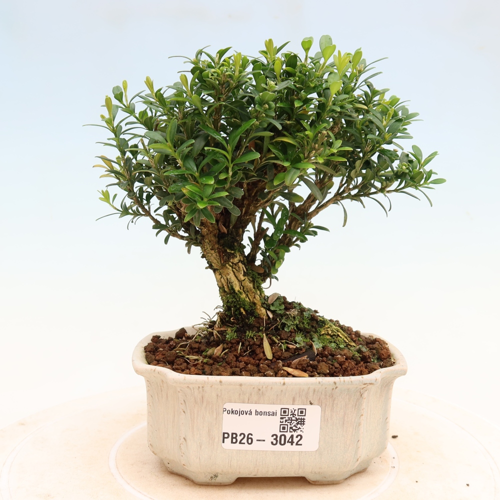 Camera bonsai - Buxus harlandii - buxus da sughero