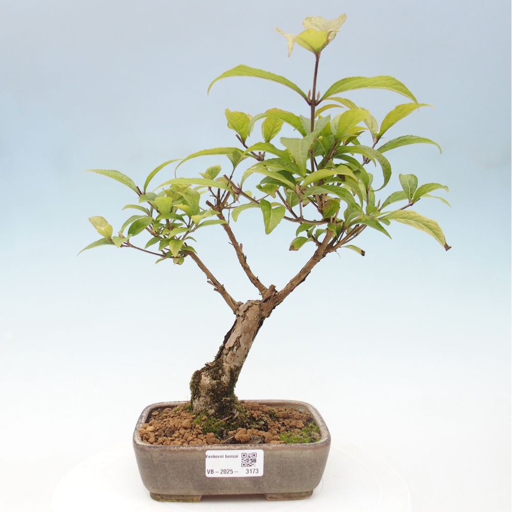 Bonsai da esterno - Callicarpa japonica