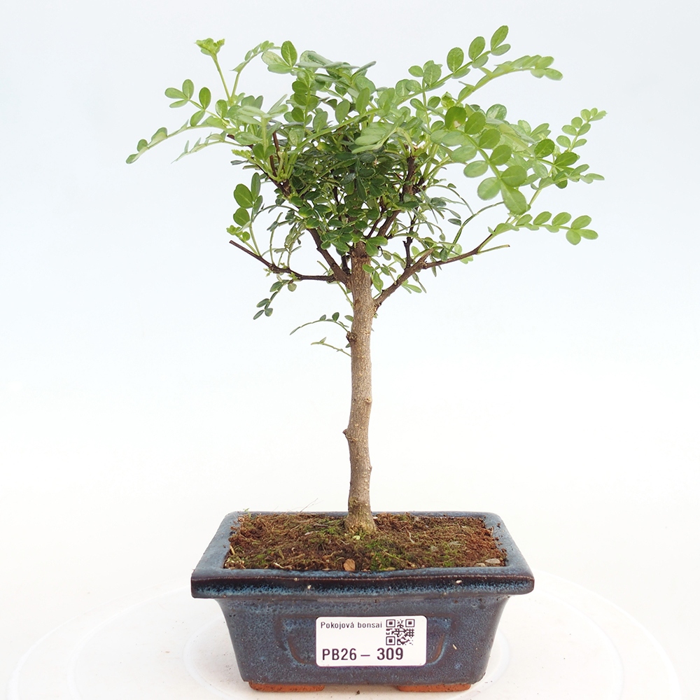 Camera bonsai - Zantoxylum piperitum - albero del pepe