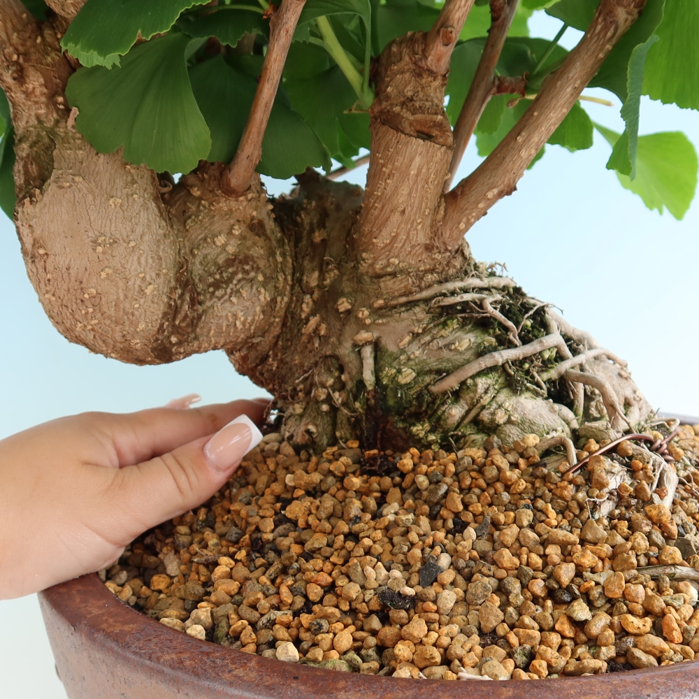 Bonsai da esterno - Ginkgo biloba - Ginkgo biloba