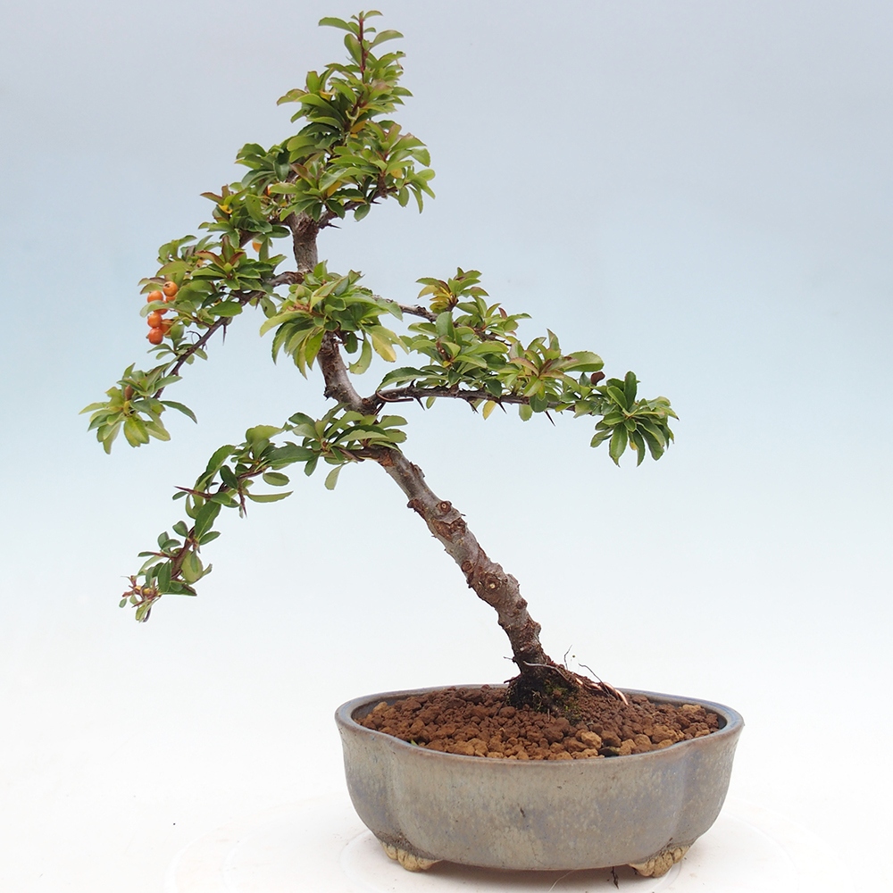 Bonsai da esterno-Pyracantha Teton -Hlox