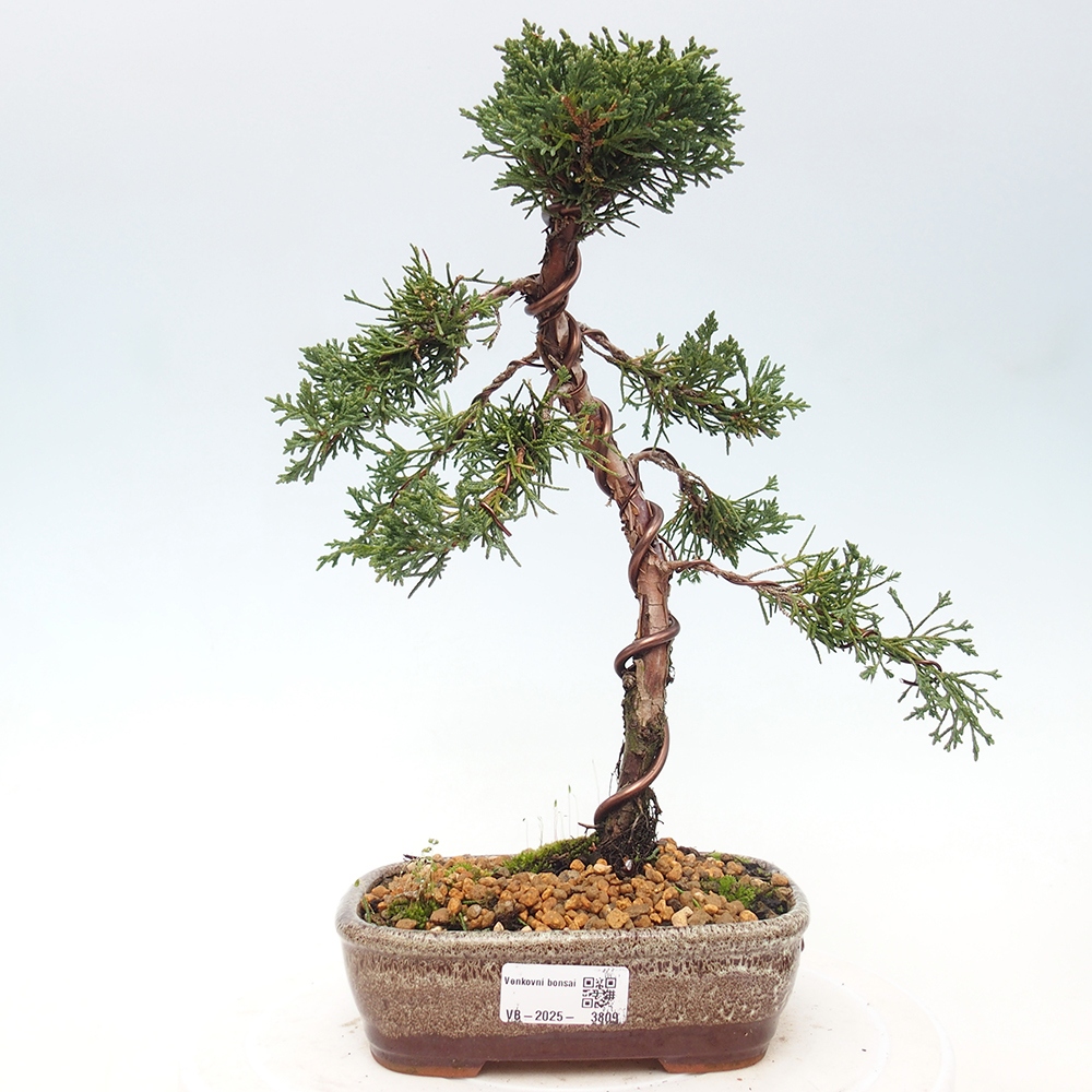 Bonsai da esterno - Juniperus chinensis Kishu