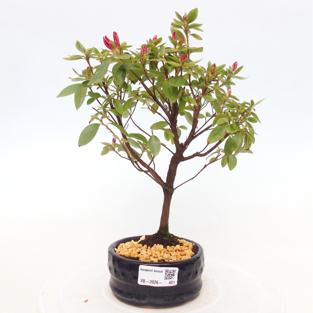 Bonsai da esterno - Azalea giapponese - Azalea sp.