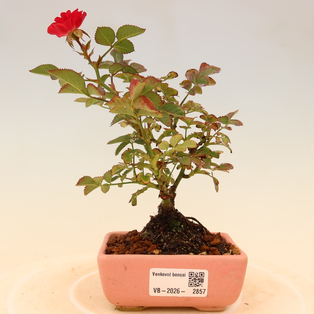 Bonsai da esterno - Rosa Kordes - rosa
