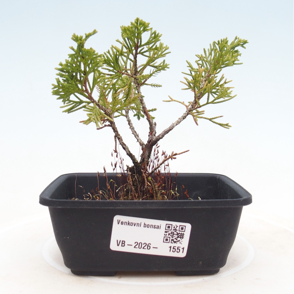 Bonsai da esterno - Juniperus chinensis Itoigawa