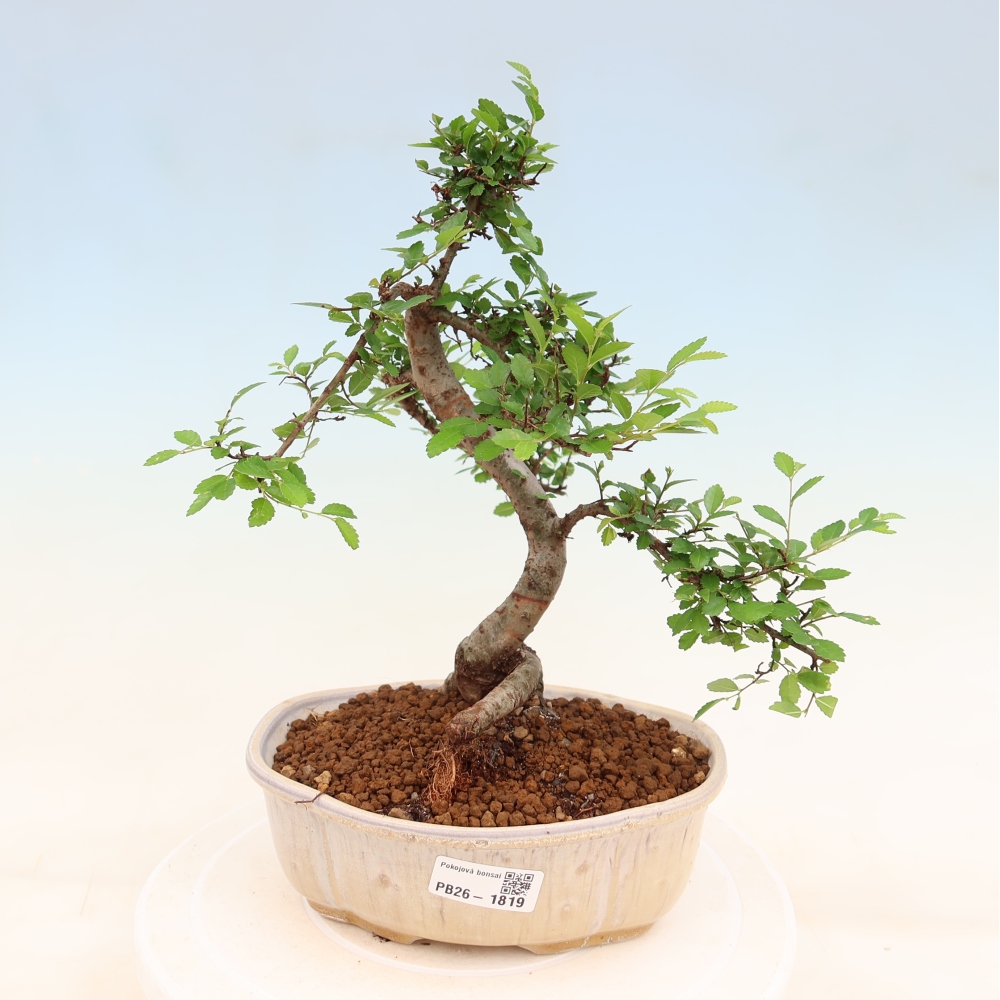 Camera bonsai - Ulmus parvifolia - Olmo a foglie piccole