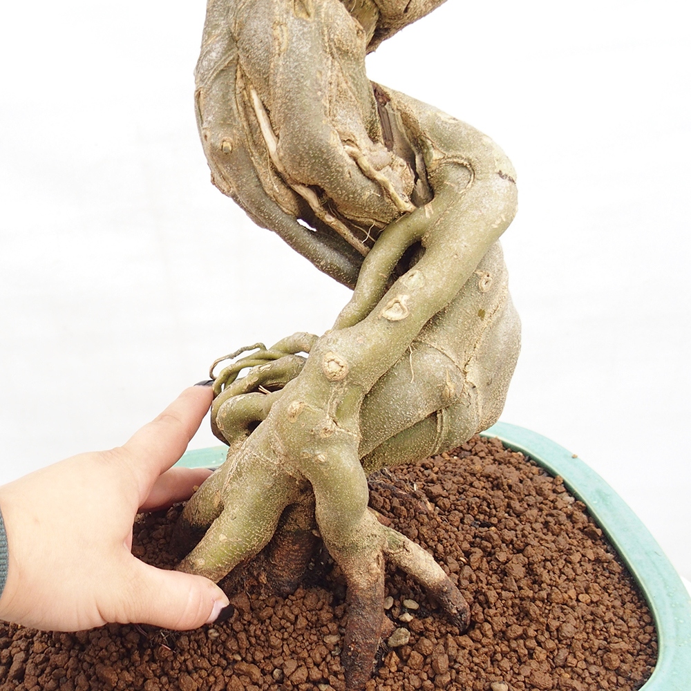 Bonsai da esterno - Acer Buergerianum - Acero di Burger