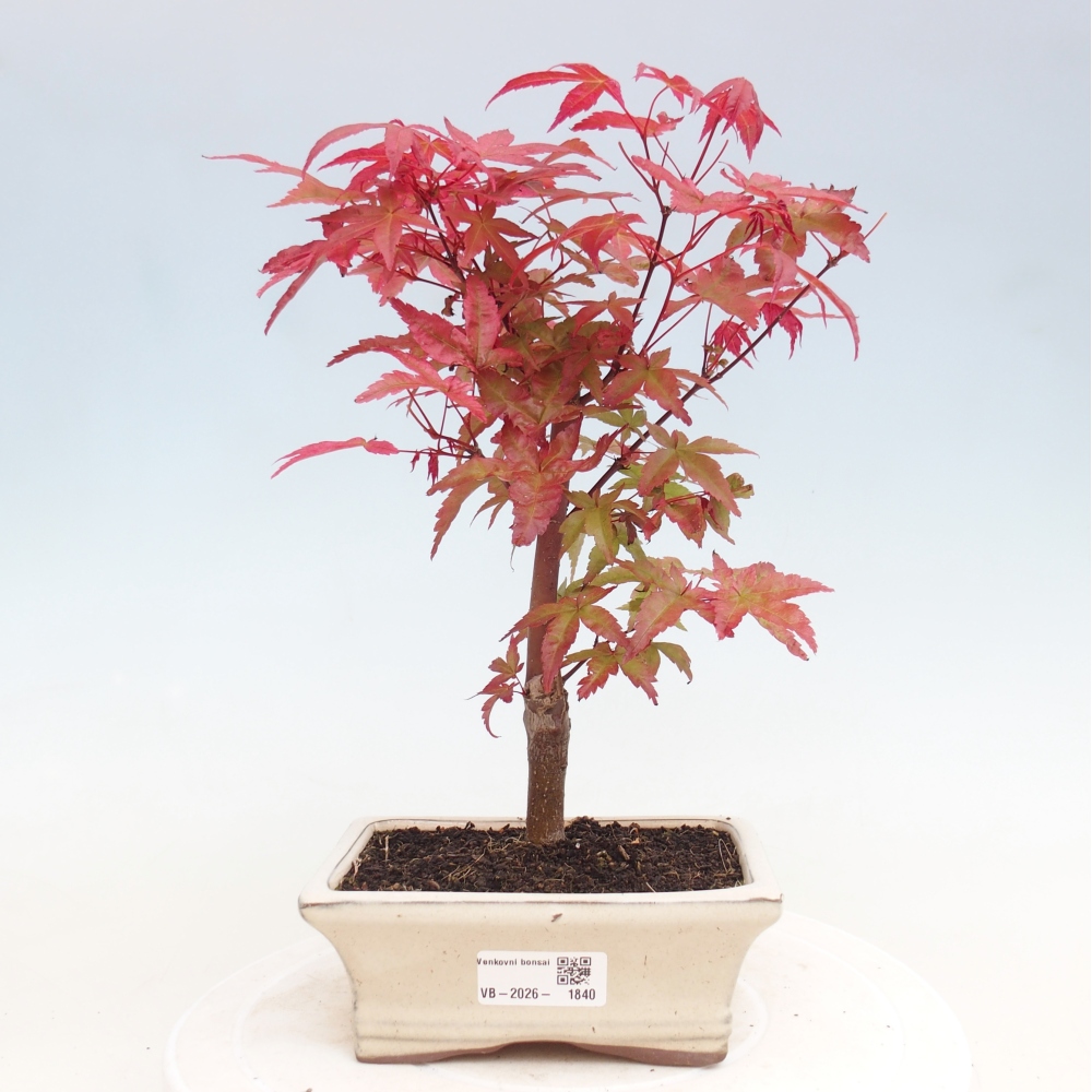 Bonsai da esterno - Acer palmatum DESHOJO