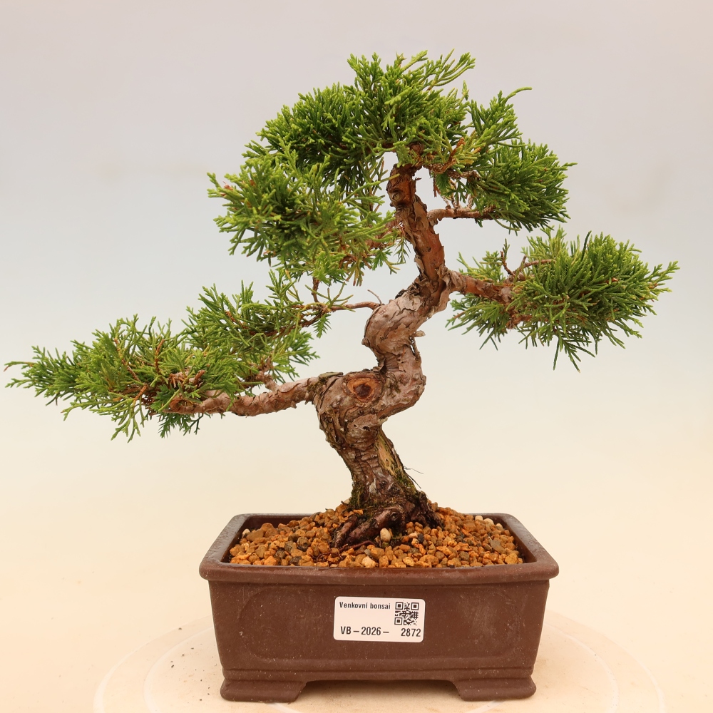 Bonsai da esterno - Juniperus chinensis Itoigawa