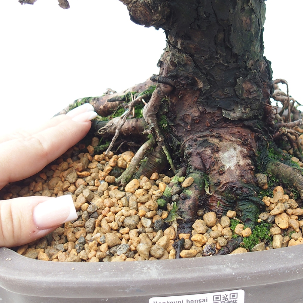 Bonsai da esterno - Pinus thunbergii Kotobuki - Pino di Thunberg
