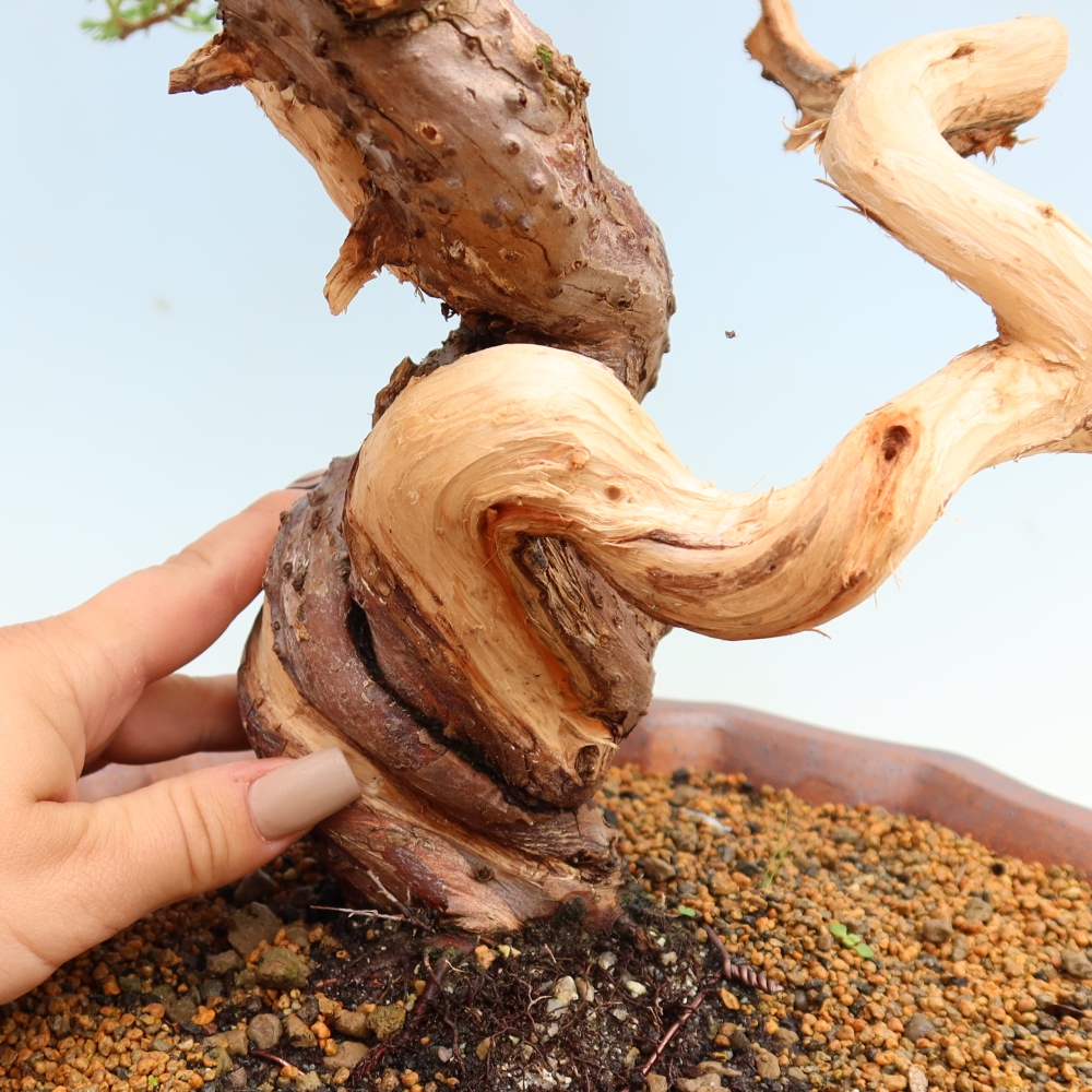 Bonsai da esterno - Juniperus chinensis Itoigawa-Juniperus chinensis