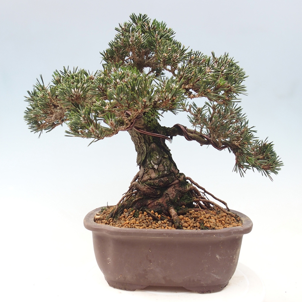 Bonsai da esterno - Pinus thunbergii Kotobuki - Pino di Thunberg