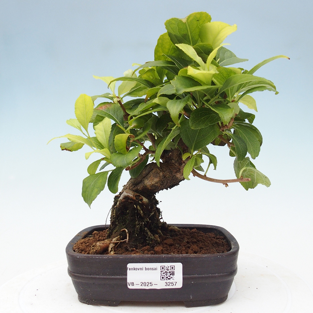 Bonsai da esterno - Celastrus orbiculatus