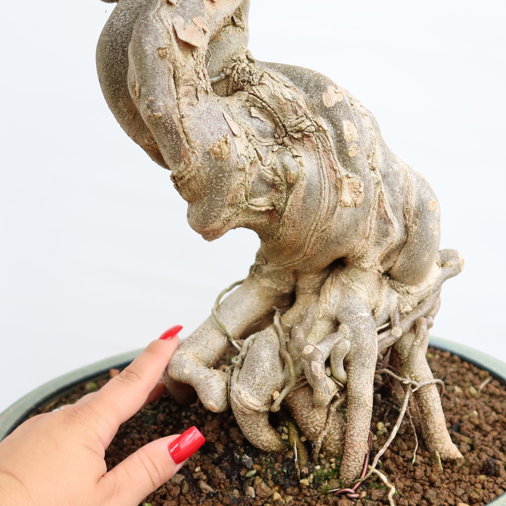 Bonsai da esterno - Acero Burger - Acer Burgerianum