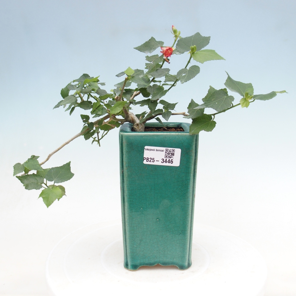 Bonsai da interno - Malvaviscus arboreus